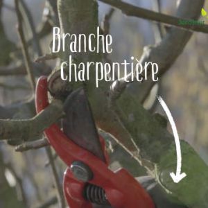 Vente-plantes-arbres-fruitiers-jardin-pépinière-conflent-Vinça-fleurs-saison-aménagement-Occitanie