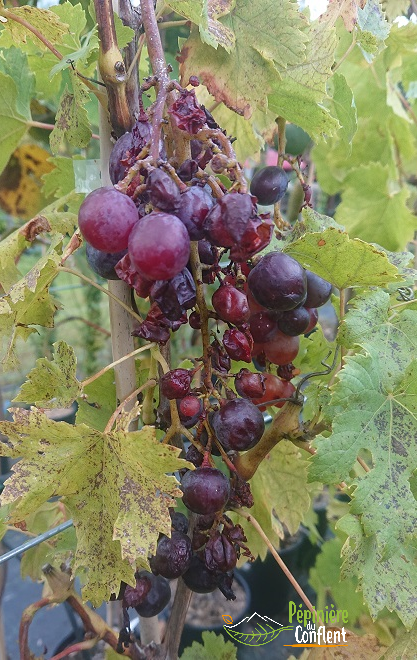 Vente-plantes-arbres-fruitiers-jardin-pépinière-conflent-Vinça-fleurs-saison-aménagement-Occitanie