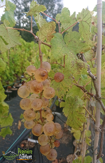 Vente-plantes-arbres-fruitiers-jardin-pépinière-conflent-Vinça-fleurs-saison-aménagement-Occitanie