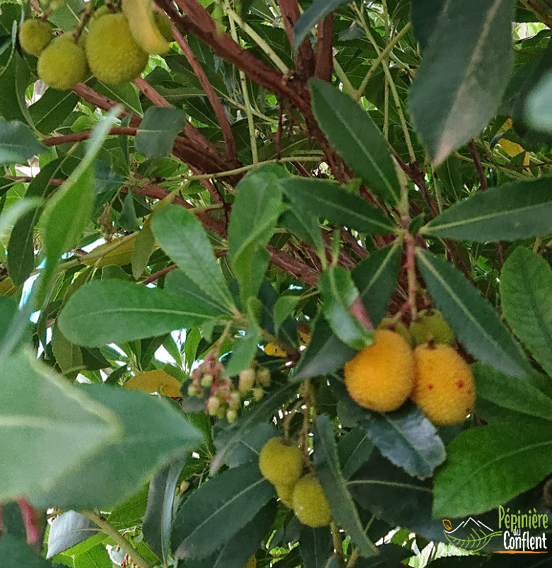 Vente-plantes-arbres-fruitiers-jardin-pépinière-conflent-Vinça-fleurs-saison-aménagement-Occitanie