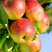 Vente-plantes-arbres-fruitiers-jardin-pépinière-conflent-Vinça-fleurs-saison-aménagement-Occitanie