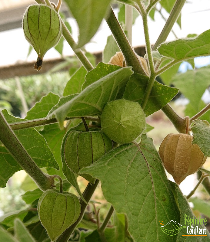 Vente-plantes-arbres-fruitiers-jardin-pépinière-conflent-Vinça-fleurs-saison-aménagement-Occitanie