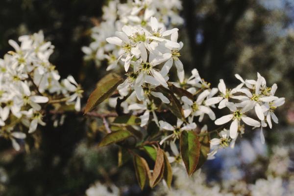 Vente-plantes-arbres-fruitiers-jardin-pépinière-conflent-Vinça-fleurs-saison-aménagement-Occitanie