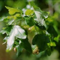 Vente-plantes-arbres-fruitiers-jardin-pépinière-conflent-Vinça-fleurs-saison-aménagement-Occitanie