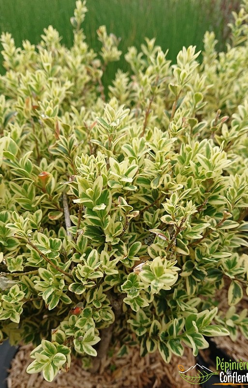 Vente-plantes-arbres-fruitiers-jardin-pépinière-conflent-Vinça-fleurs-saison-aménagement-Occitanie