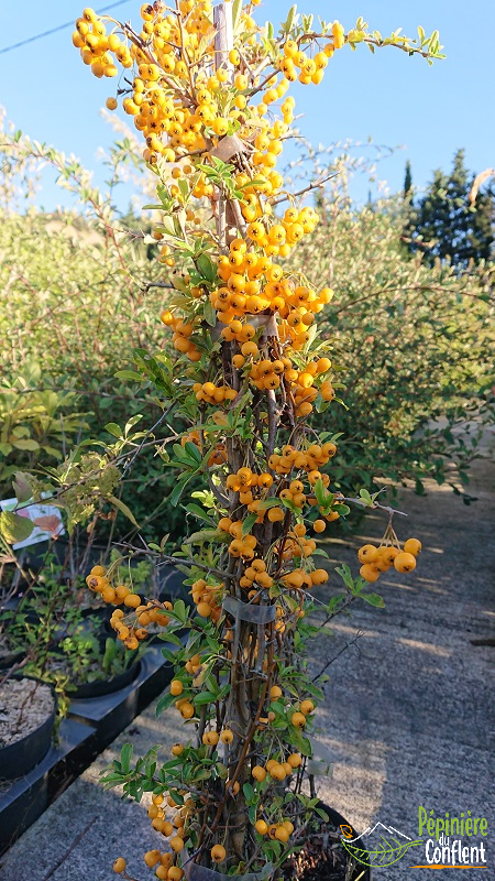 Vente-plantes-arbres-fruitiers-jardin-pépinière-conflent-Vinça-fleurs-saison-aménagement-Occitanie