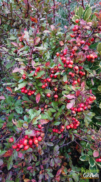 Vente-plantes-arbres-fruitiers-jardin-pépinière-conflent-Vinça-fleurs-saison-aménagement-Occitanie