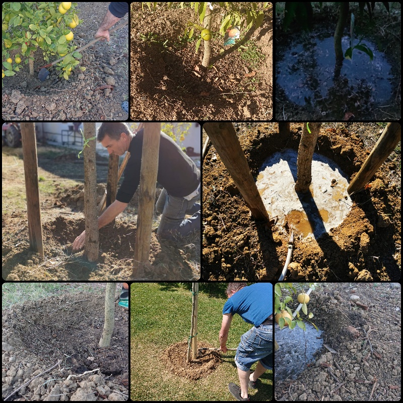 pépinière-vinça-vente-plante-arbres-jardin-fruitiers-fleurs-saison-occitanie