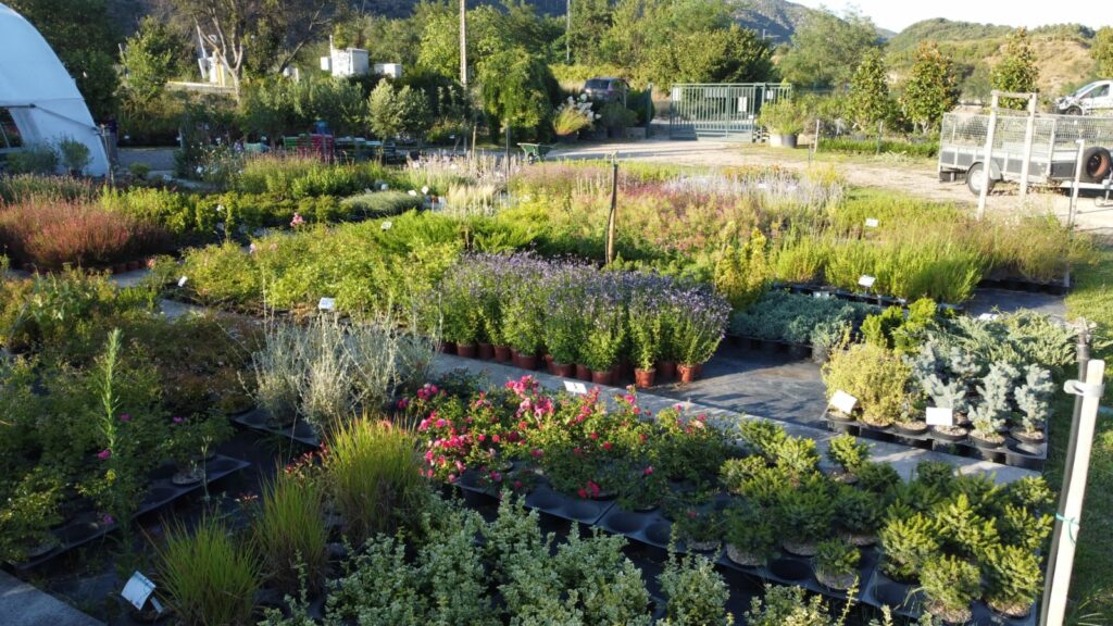 pépinière-vinça-vente-plante-arbres-jardin-fruitiers-fleurs-saison-occitanie