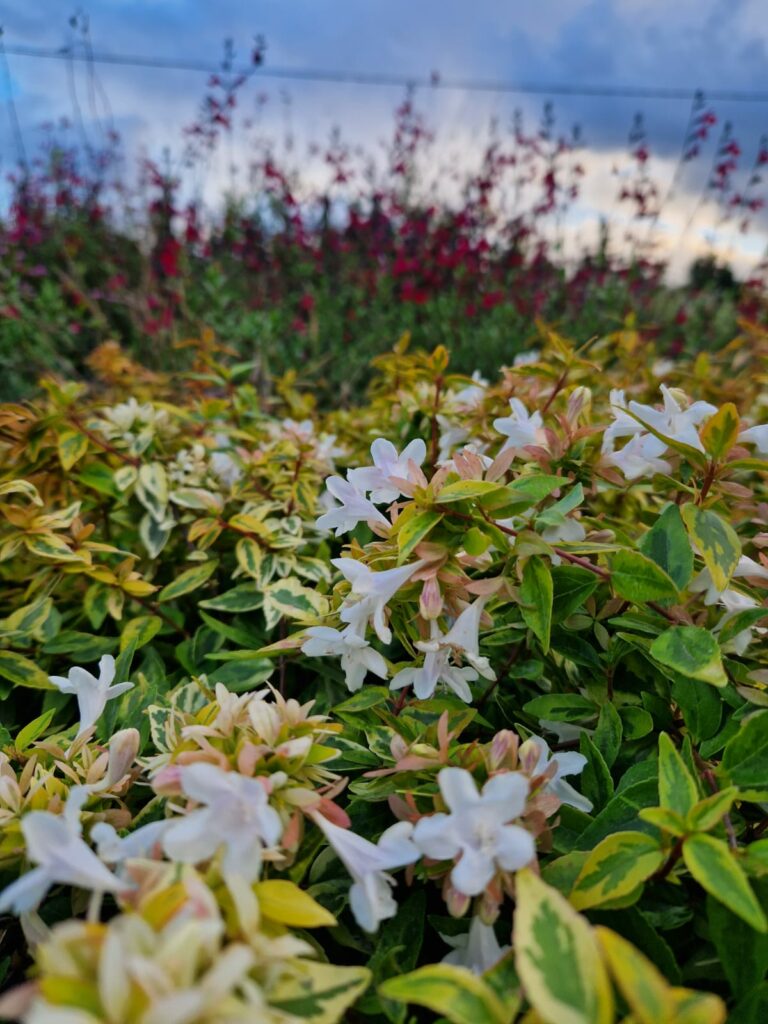 Vente-plantes-arbres-fruitiers-jardin-pépinière-conflent-Vinça-fleurs-saison-aménagement-Occitanie