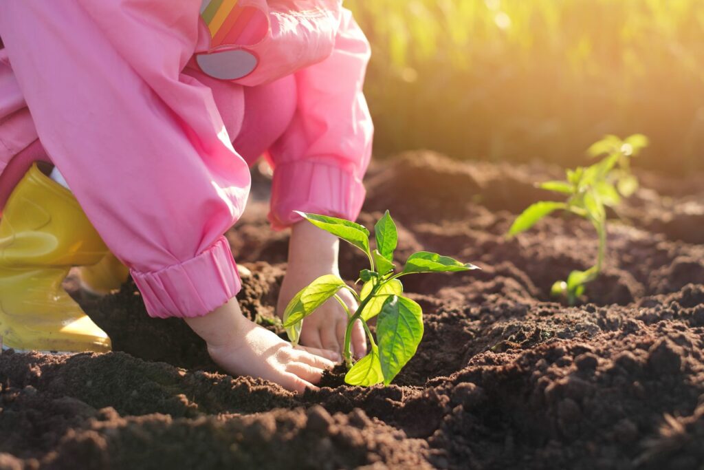 pépinière-vinça-vente-plante-arbres-jardin-fruitiers-fleurs-saison-occitanie