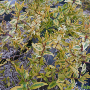 pépinière-vinça-vente-plante-arbres-jardin-fruitiers-fleurs-saison-occitanie