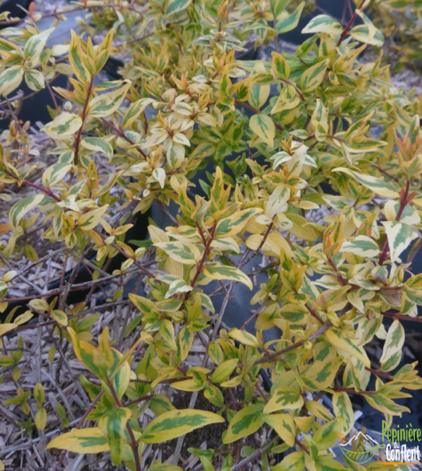 pépinière-vinça-vente-plante-arbres-jardin-fruitiers-fleurs-saison-occitanie