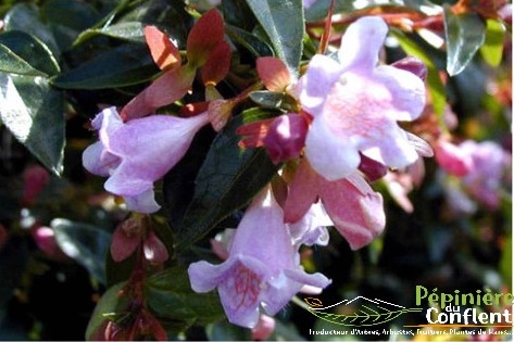 pépinière-vinça-vente-plante-arbres-jardin-fruitiers-fleurs-saison-occitanie