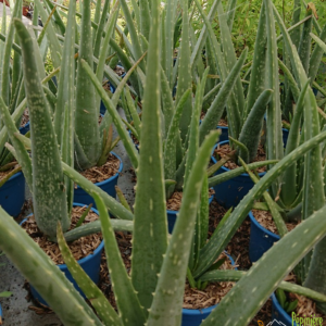 pépinière-vinça-vente-plante-arbres-jardin-fruitiers-fleurs-saison-occitanie