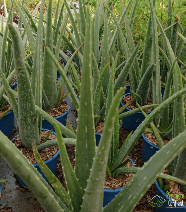 pépinière-vinça-vente-plante-arbres-jardin-fruitiers-fleurs-saison-occitanie