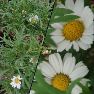 pépinière-vinça-vente-plante-arbres-jardin-fruitiers-fleurs-saison-occitanie