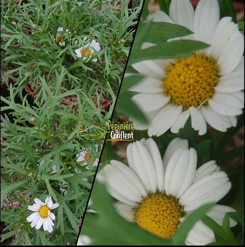 pépinière-vinça-vente-plante-arbres-jardin-fruitiers-fleurs-saison-occitanie