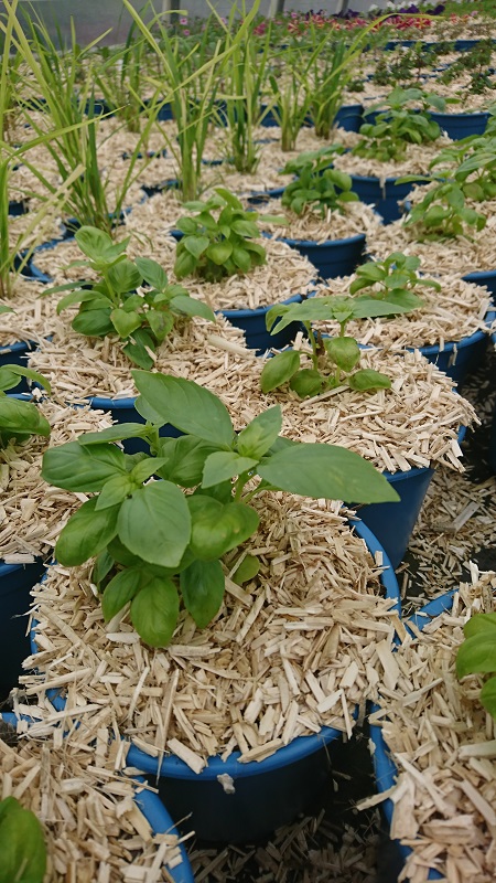 pépinière-vinça-vente-plante-arbres-jardin-fruitiers-fleurs-saison-occitanie