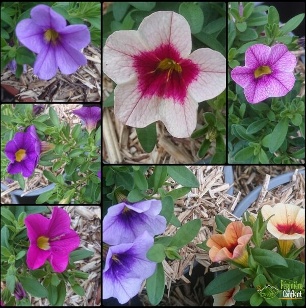 pépinière-vinça-vente-plante-arbres-jardin-fruitiers-fleurs-saison-occitanie