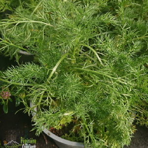 pépinière-vinça-vente-plante-arbres-jardin-fruitiers-fleurs-saison-occitanie