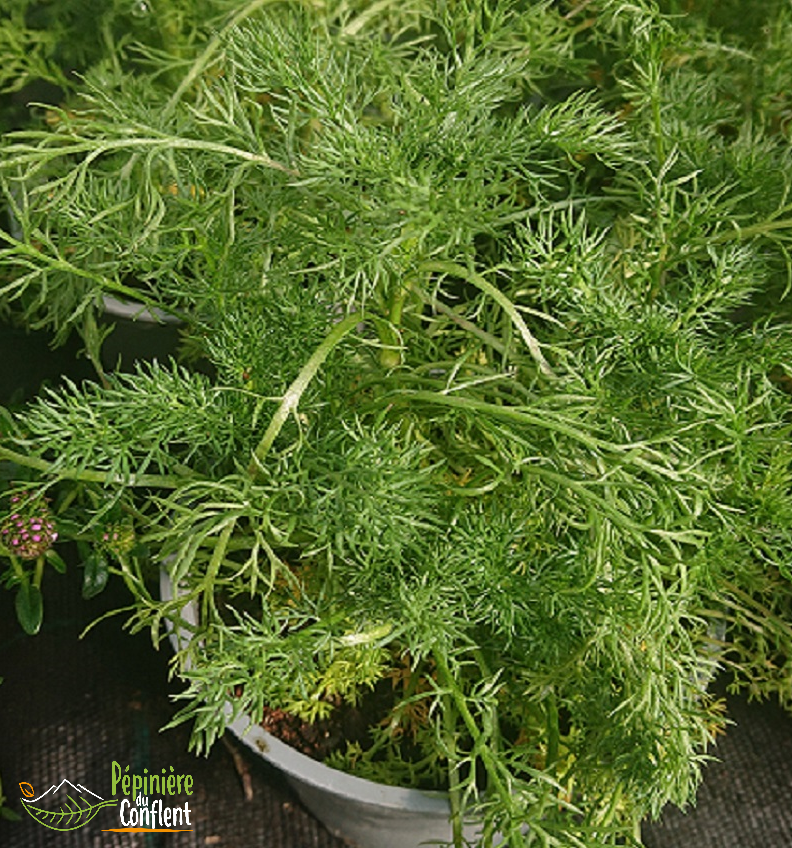 pépinière-vinça-vente-plante-arbres-jardin-fruitiers-fleurs-saison-occitanie