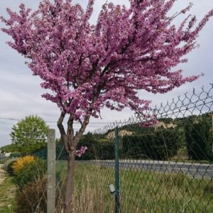 pépinière-vinça-vente-plante-arbres-jardin-fruitiers-fleurs-saison-occitanie