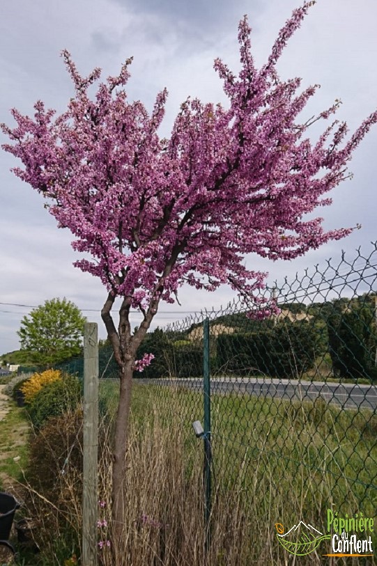 pépinière-vinça-vente-plante-arbres-jardin-fruitiers-fleurs-saison-occitanie