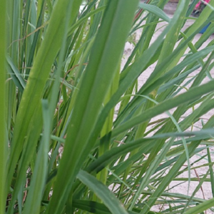 pépinière-vinça-vente-plante-arbres-jardin-fruitiers-fleurs-saison-occitanie