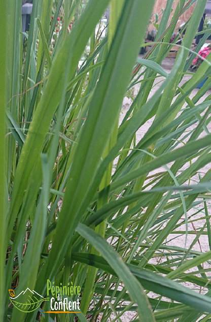 pépinière-vinça-vente-plante-arbres-jardin-fruitiers-fleurs-saison-occitanie