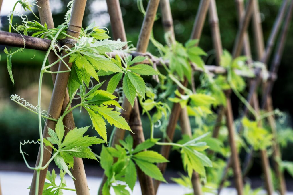 pépinière-vinça-vente-plante-arbres-jardin-fruitiers-fleurs-saison-occitanie