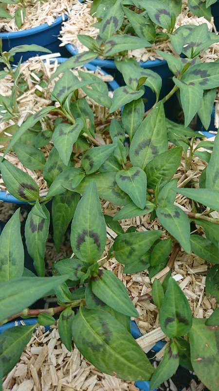 pépinière-vinça-vente-plante-arbres-jardin-fruitiers-fleurs-saison-occitanie