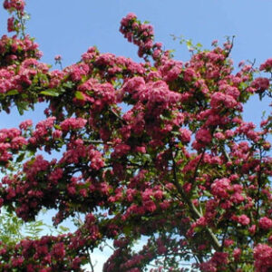 pépinière-vinça-vente-plante-arbres-jardin-fruitiers-fleurs-saison-occitanie