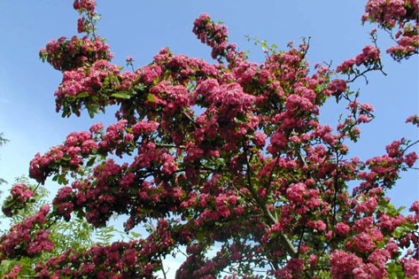 pépinière-vinça-vente-plante-arbres-jardin-fruitiers-fleurs-saison-occitanie