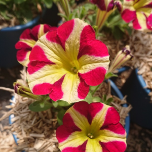 pépinière-vinça-vente-plante-arbres-jardin-fruitiers-fleurs-saison-occitanie