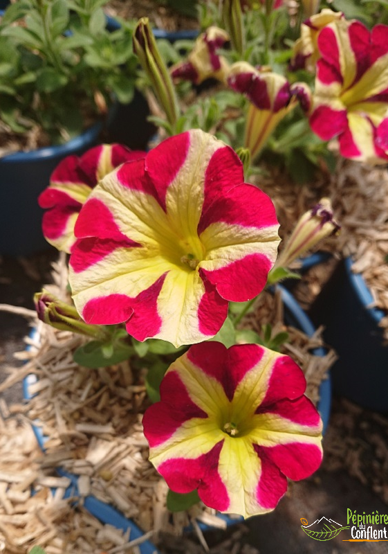 pépinière-vinça-vente-plante-arbres-jardin-fruitiers-fleurs-saison-occitanie