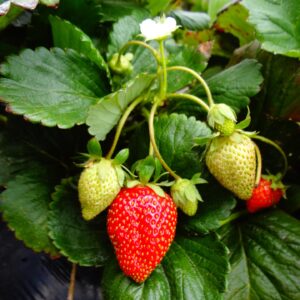 pépinière-vinça-vente-plante-arbres-jardin-fruitiers-fleurs-saison-occitanie