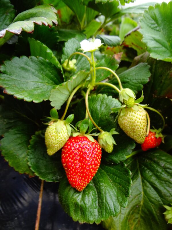 pépinière-vinça-vente-plante-arbres-jardin-fruitiers-fleurs-saison-occitanie