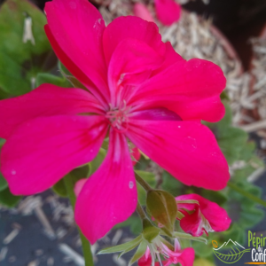 pépinière-vinça-vente-plante-arbres-jardin-fruitiers-fleurs-saison-occitanie