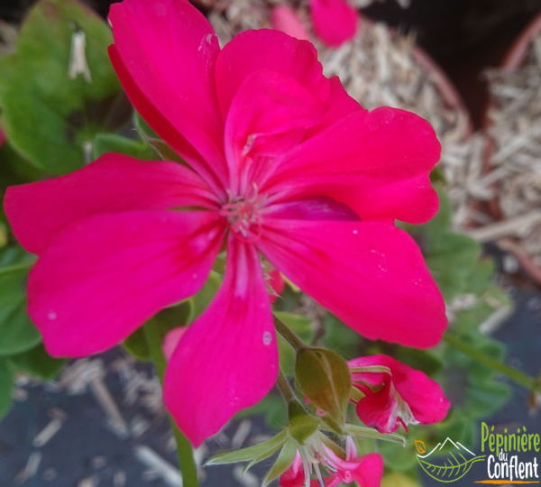 pépinière-vinça-vente-plante-arbres-jardin-fruitiers-fleurs-saison-occitanie