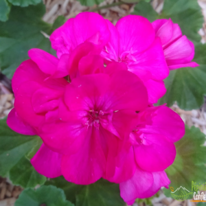 pépinière-vinça-vente-plante-arbres-jardin-fruitiers-fleurs-saison-occitanie