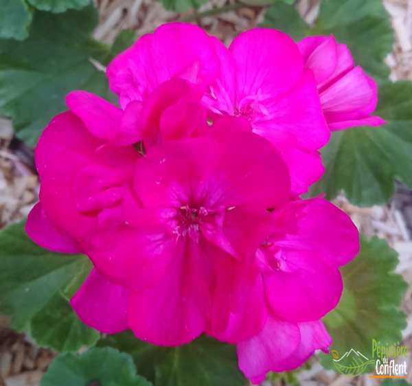 pépinière-vinça-vente-plante-arbres-jardin-fruitiers-fleurs-saison-occitanie