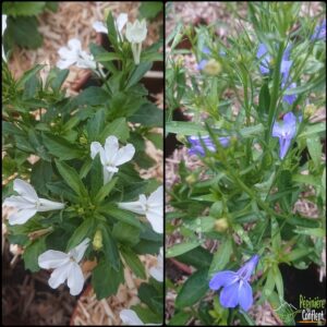 pépinière-vinça-vente-plante-arbres-jardin-fruitiers-fleurs-saison-occitanie