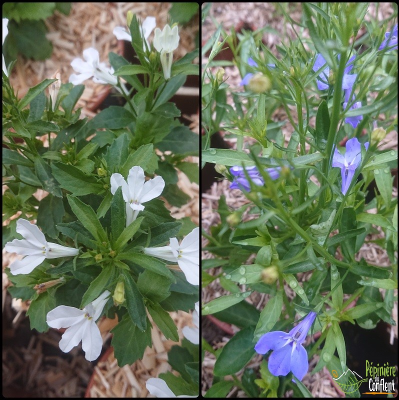 pépinière-vinça-vente-plante-arbres-jardin-fruitiers-fleurs-saison-occitanie