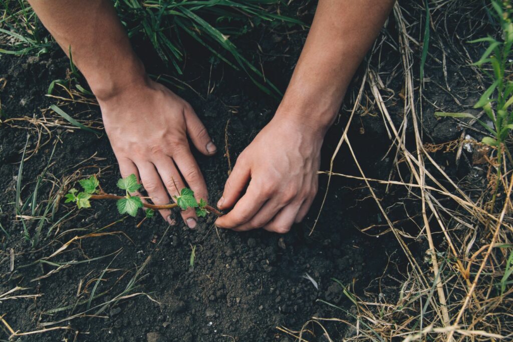 pépinière-vinça-vente-plante-arbres-jardin-fruitiers-fleurs-saison-occitanie