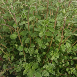 pépinière-vinça-vente-plante-arbres-jardin-fruitiers-fleurs-saison-occitanie