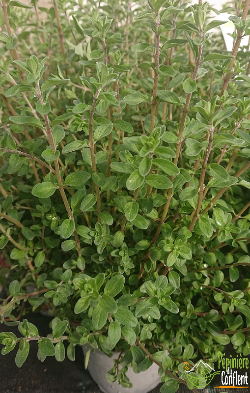 pépinière-vinça-vente-plante-arbres-jardin-fruitiers-fleurs-saison-occitanie