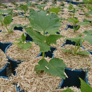 pépinière-vinça-vente-plante-arbres-jardin-fruitiers-fleurs-saison-occitanie