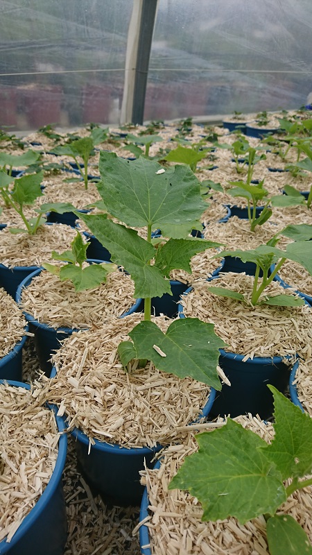 pépinière-vinça-vente-plante-arbres-jardin-fruitiers-fleurs-saison-occitanie