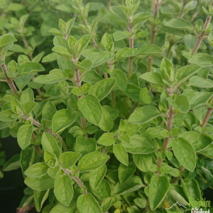 pépinière-vinça-vente-plante-arbres-jardin-fruitiers-fleurs-saison-occitanie